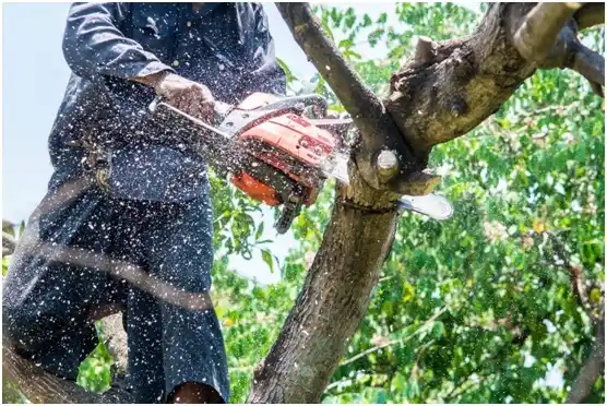 tree services Apollo